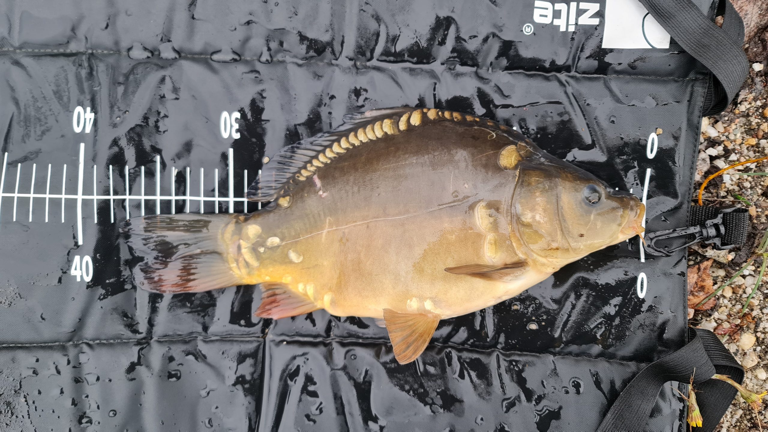 Mein erster Fisch :-)